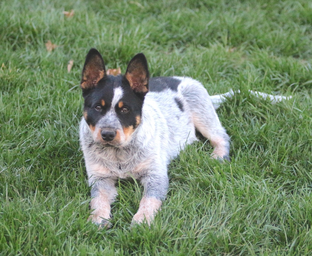 Enlarge Ian, a Adopted mixed breed in Lovettsville, VA image 4/19