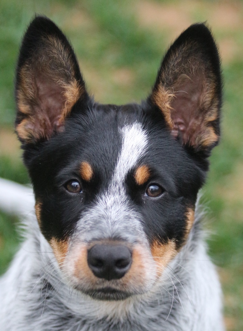Enlarge Ian, a Adopted mixed breed in Lovettsville, VA image 5/19