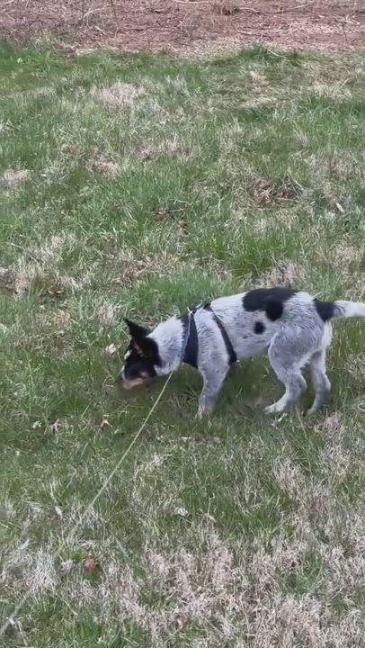 Enlarge Ian, a Adopted mixed breed in Lovettsville, VA video 16/19