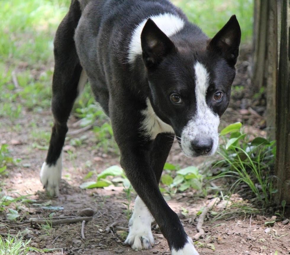 Jessie photo 3
