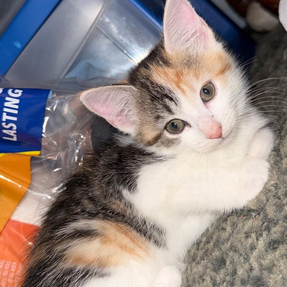Strawberry, adopted, Kitten Male Domestic Short Hair.