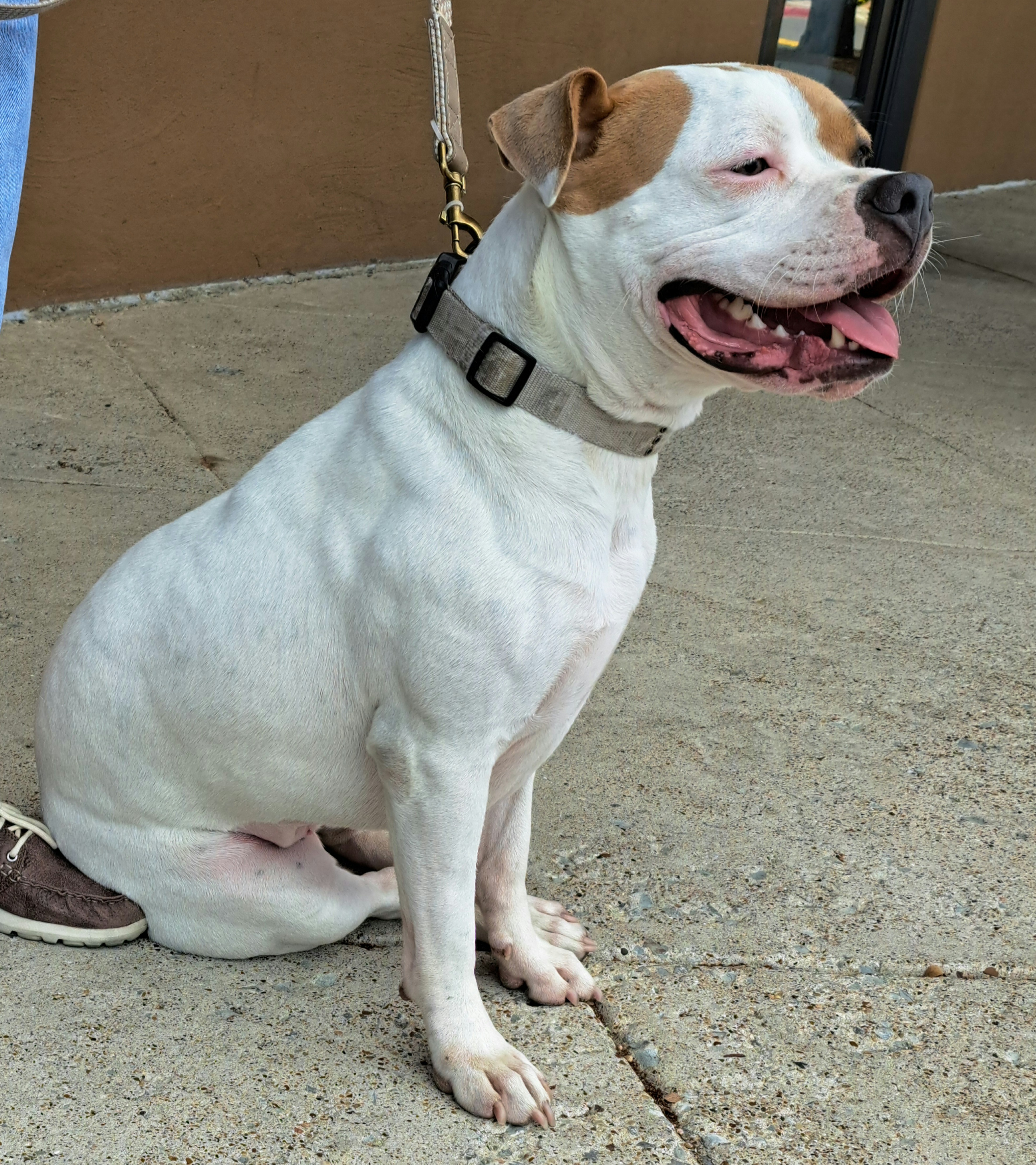 Pittie Pooh, a Adoptable mixed breed in Burleson, TX image 3/6