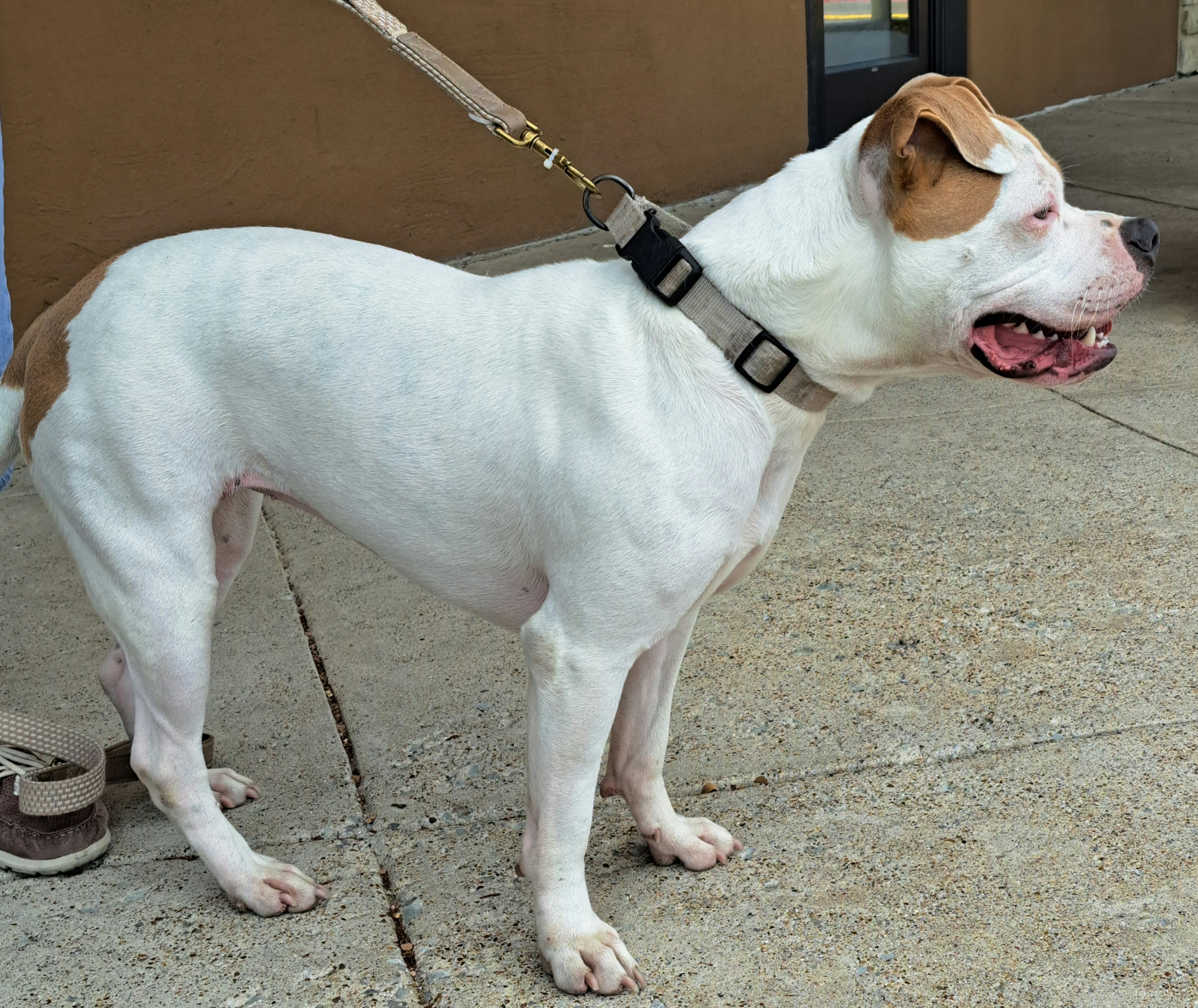 Pittie Pooh, a Adoptable mixed breed in Burleson, TX image 4/6