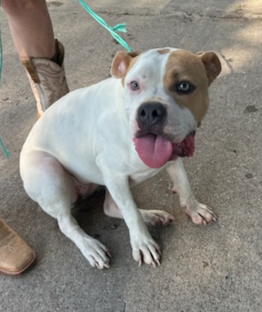 Pittie Pooh, Adoptable, Young Female Pit Bull Terrier.