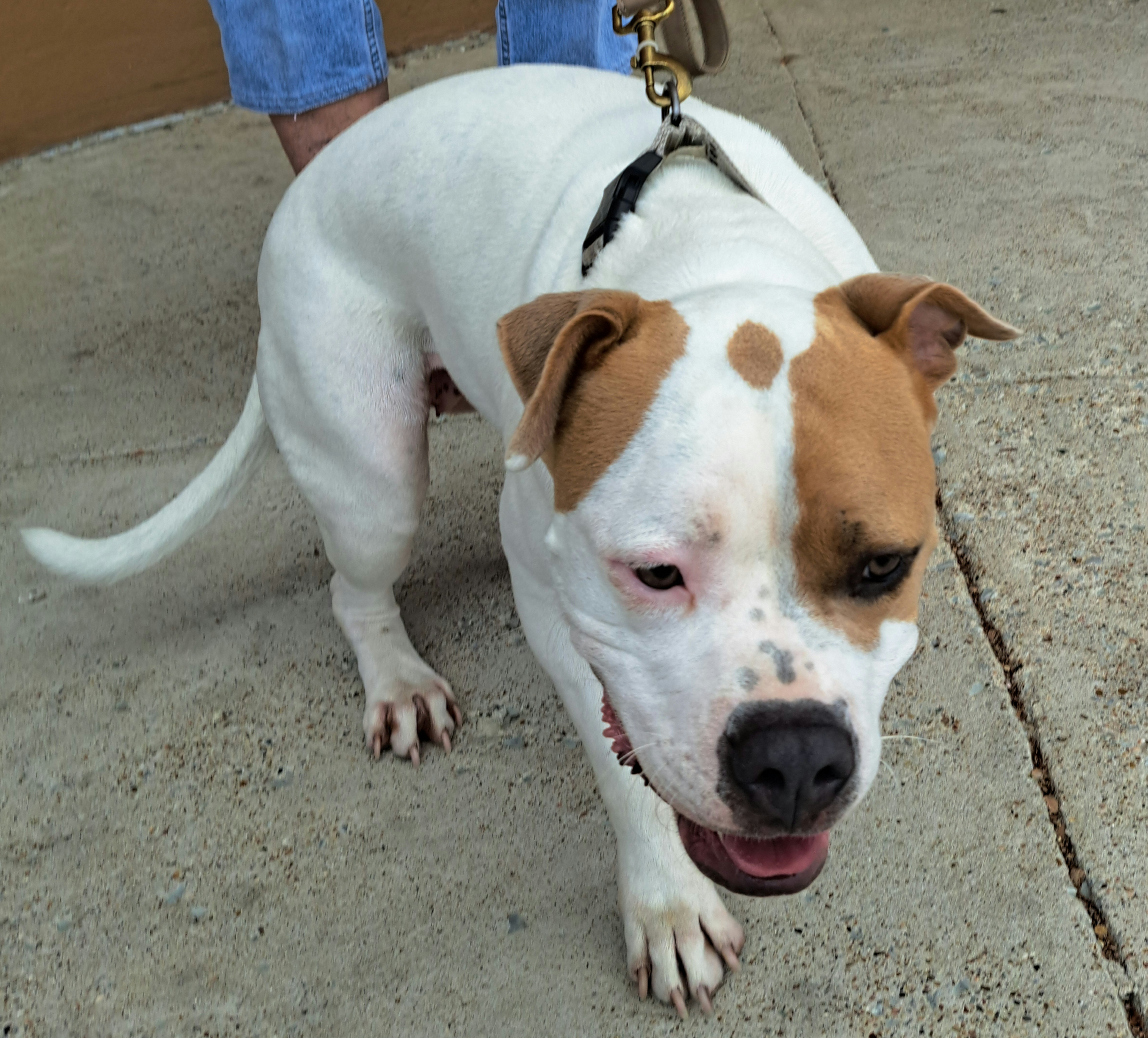 Pittie Pooh, a Adoptable mixed breed in Burleson, TX image 5/6