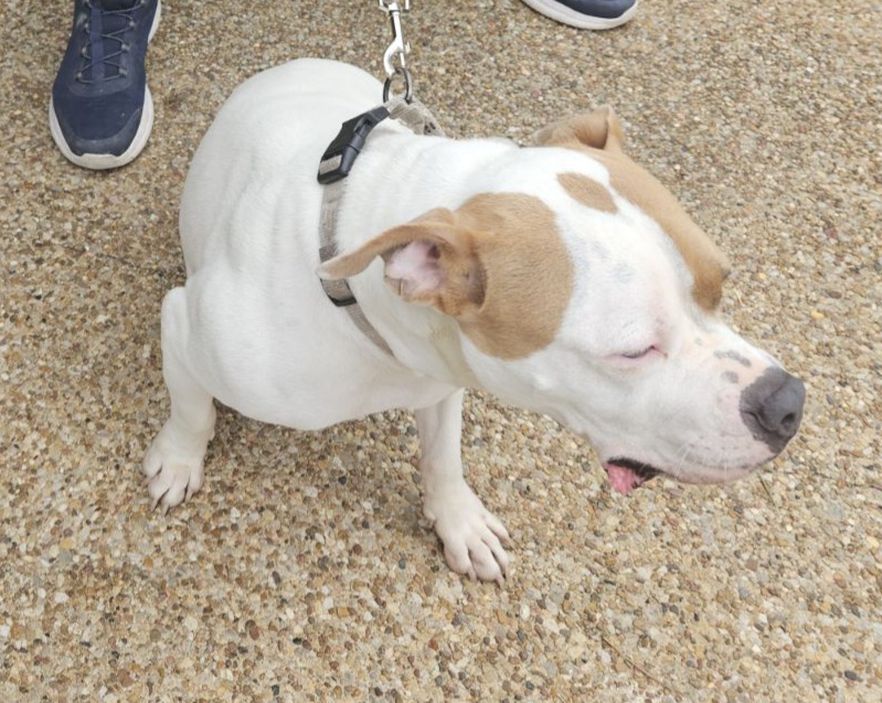 Pittie Pooh, a Adoptable mixed breed in Burleson, TX image 6/6