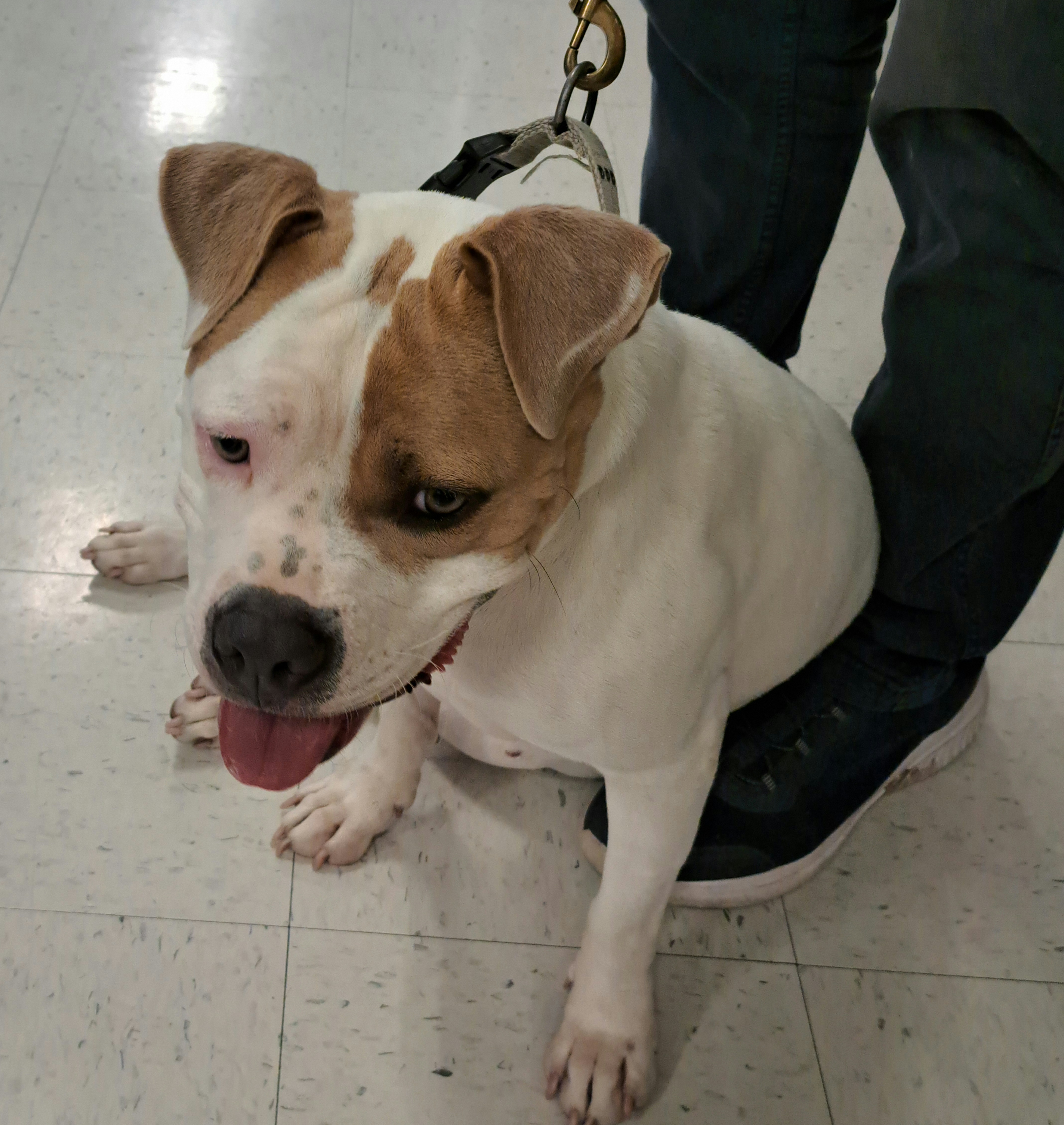 Pittie Pooh, a Adoptable mixed breed in Burleson, TX image 2/6