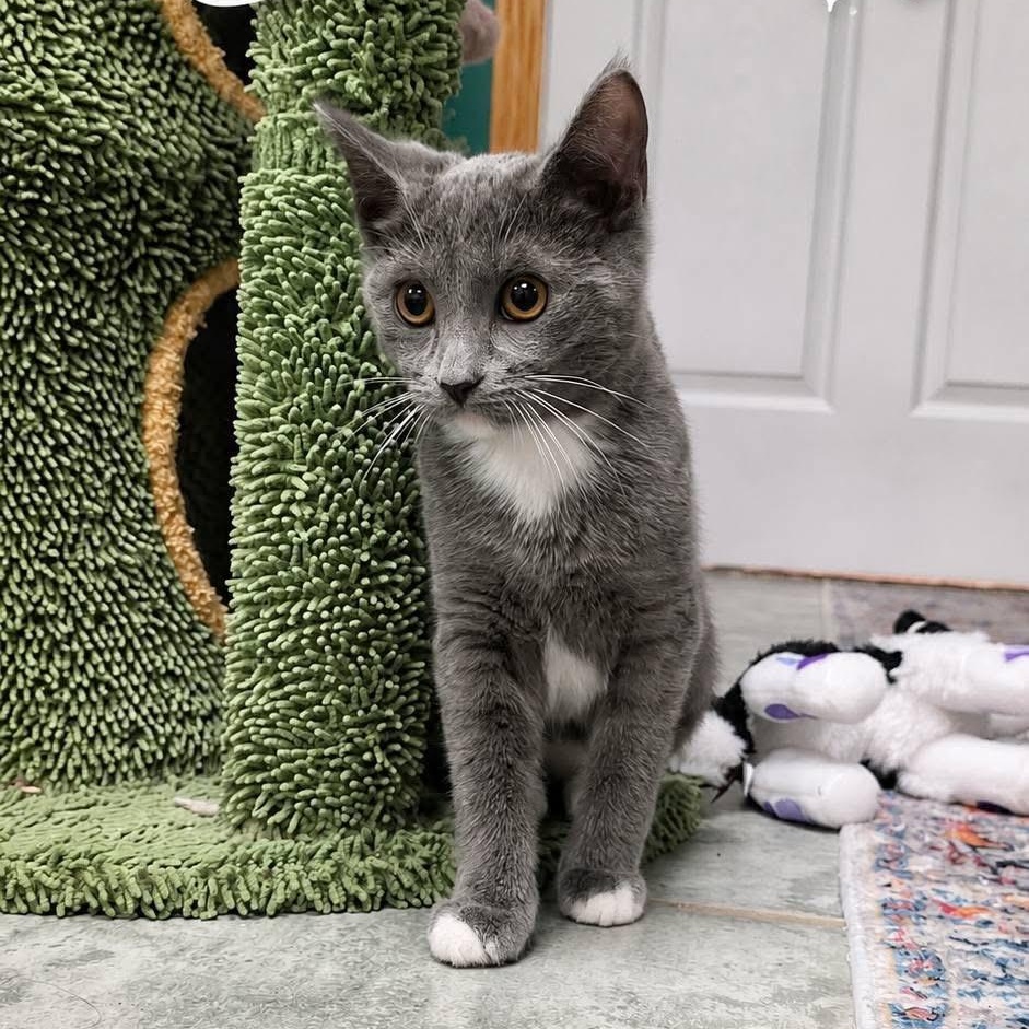 Enlarge Selene, an adopted Domestic Short Hair in DuBois, PA image 1/1