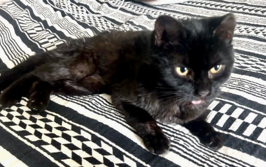 Olympia — thumbnail 2