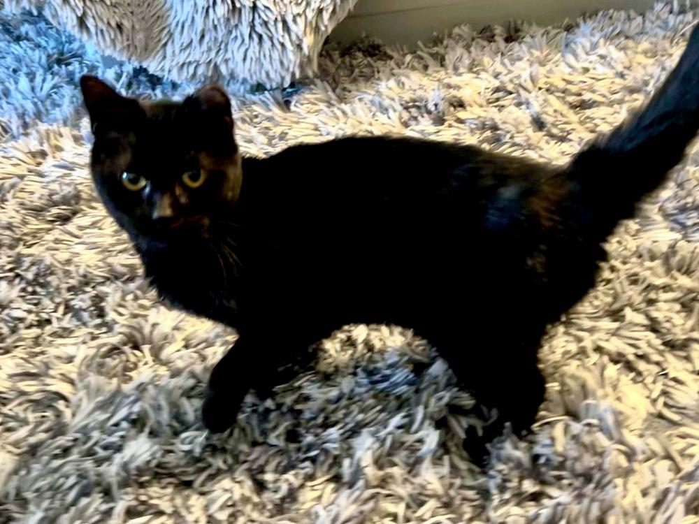 Olympia — thumbnail 3