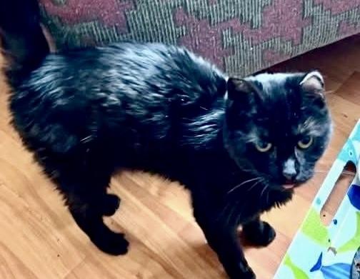 Olympia — thumbnail 4