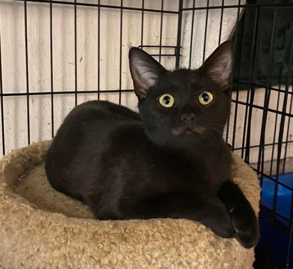 Gnocchi, Adoptable, Adult Female American Shorthair.