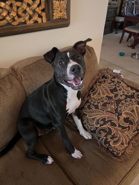 Friggie, an adoptable mixed breed in Conroe, TX image 5/6