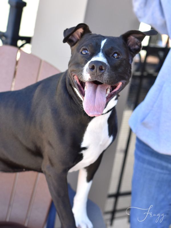 Friggie, adoptable, Adult Female Pit Bull Terrier & Boxer.