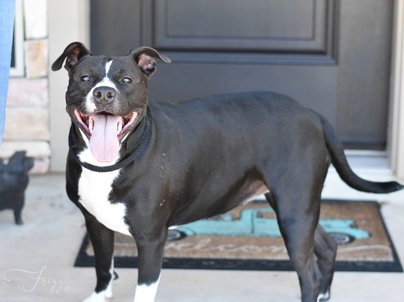 Friggie, an adoptable mixed breed in Conroe, TX image 6/6