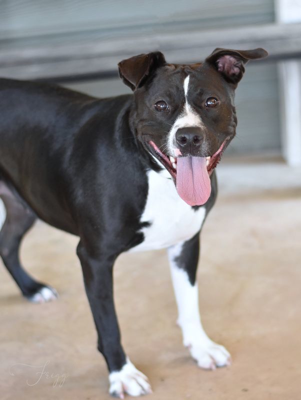 Friggie, an adoptable mixed breed in Conroe, TX image 3/6
