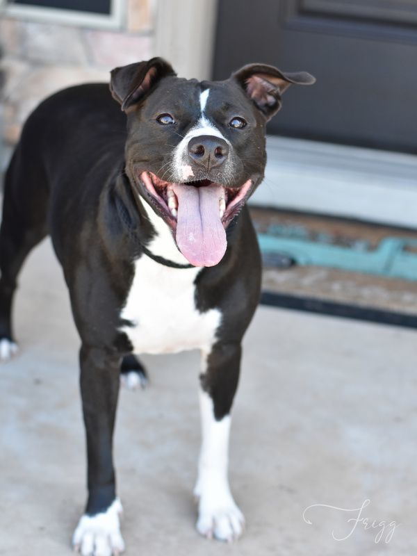 Friggie, an adoptable mixed breed in Conroe, TX image 4/6