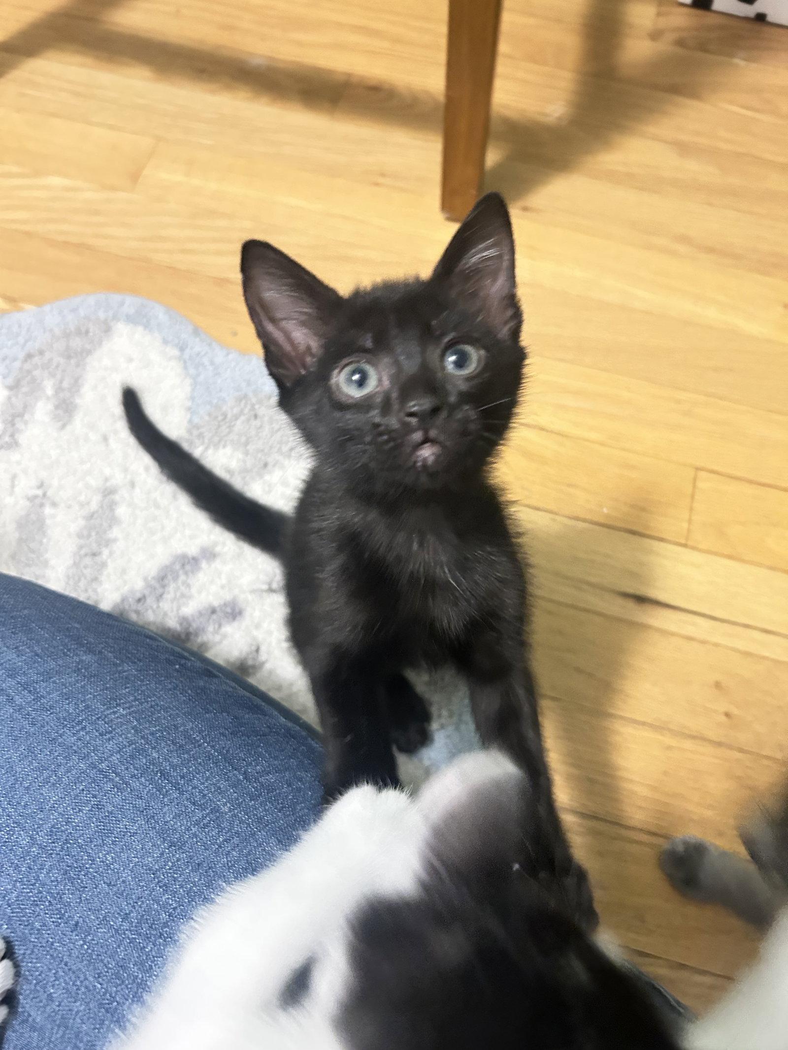 Shadow (1441), Adoptable, Kitten Female Domestic Short Hair.