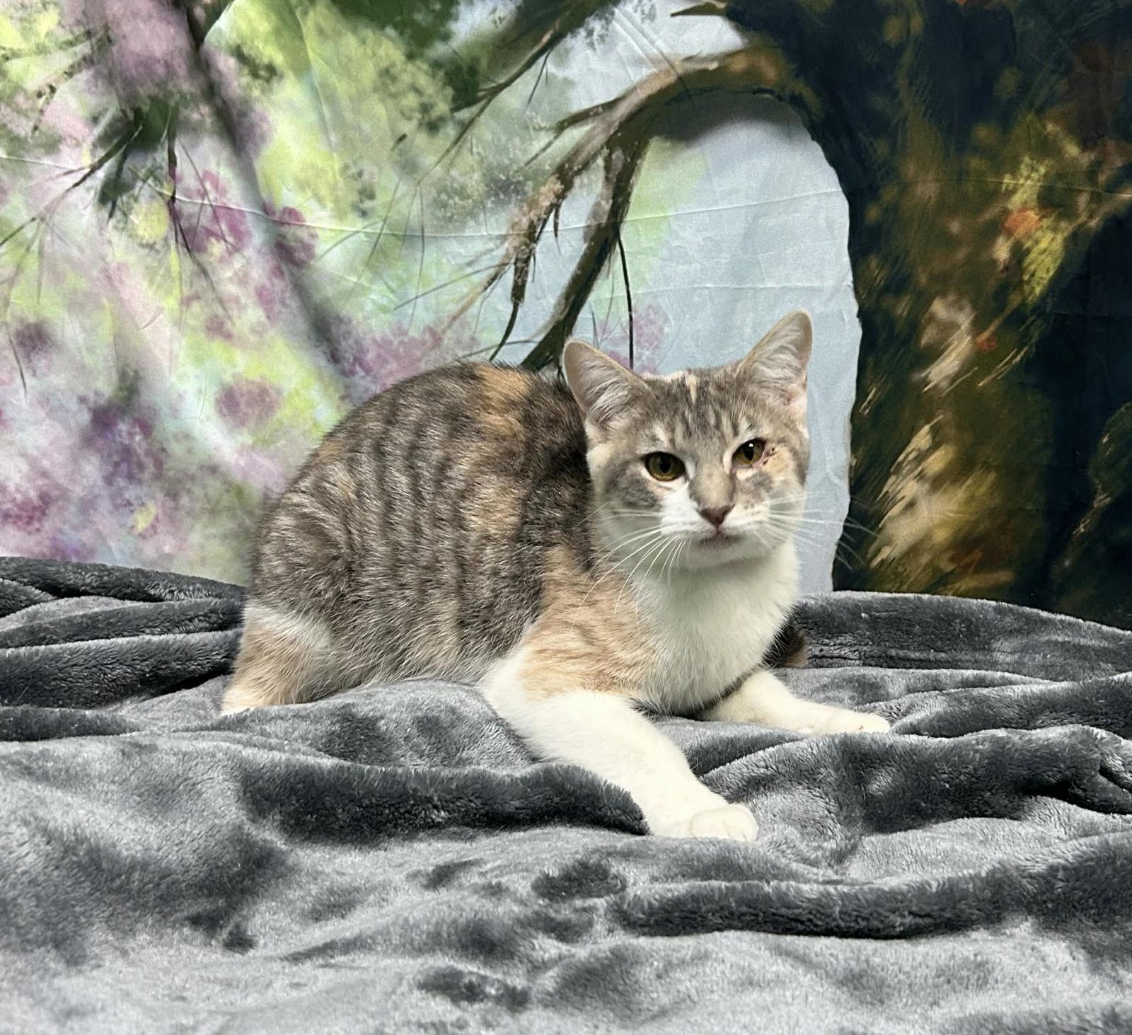 250879 Dawn — thumbnail 2