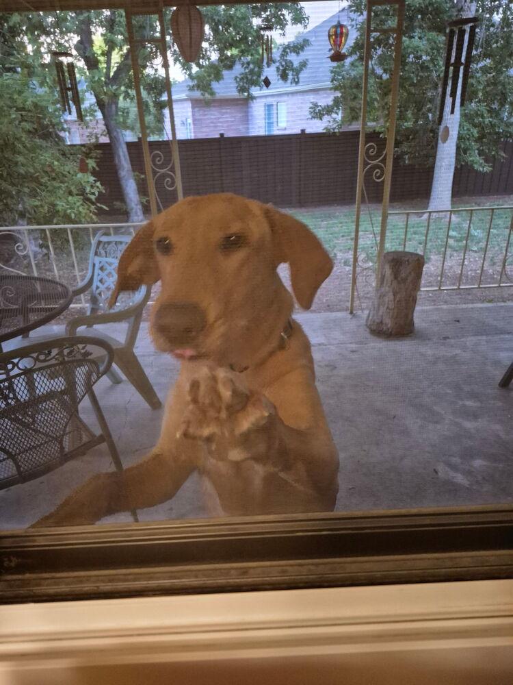 Crouse / Max, Adoptable, Young Male Labrador Retriever & Mixed Breed.