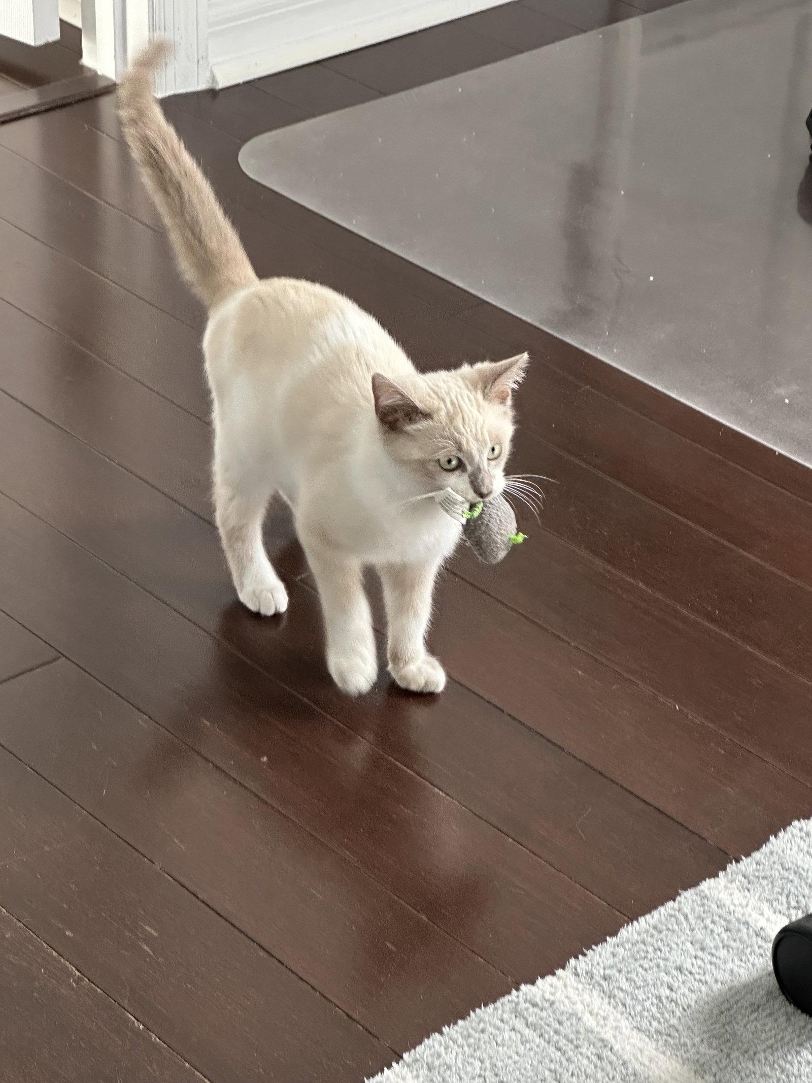 Dulce, Adopted, Young Male Domestic Short Hair.