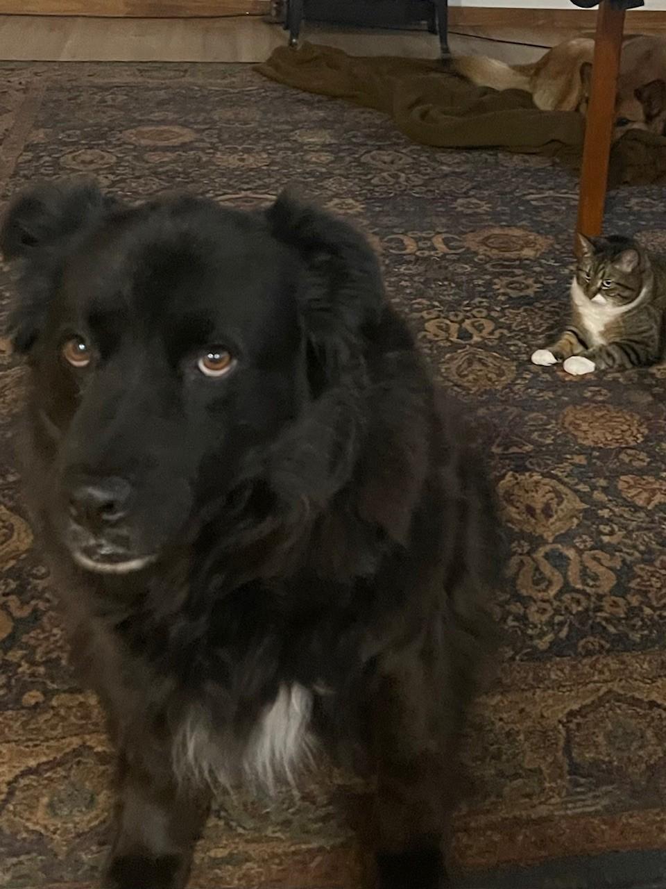 Schwartz (Courtesy Post) 3