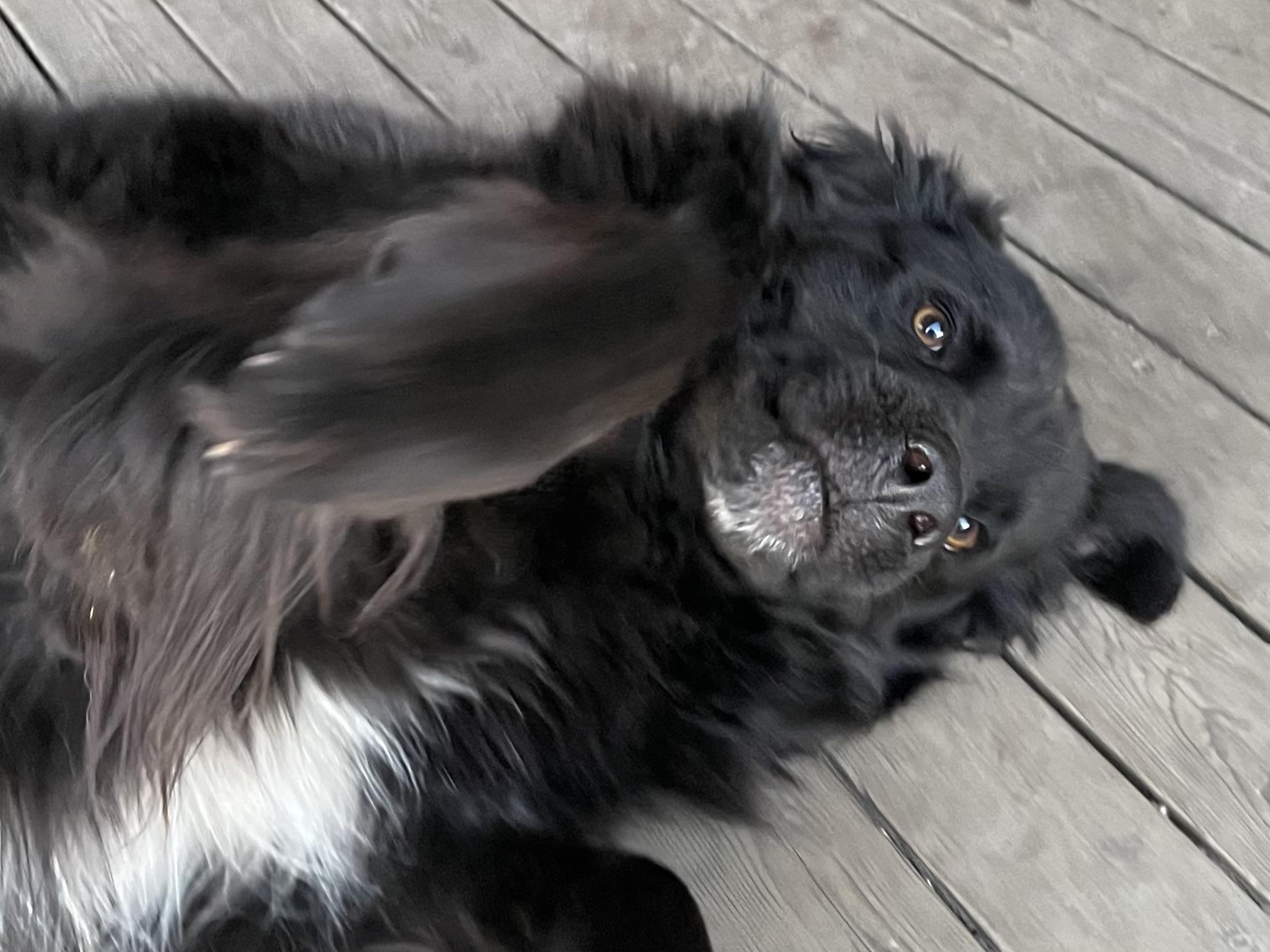 Schwartz (Courtesy Post)