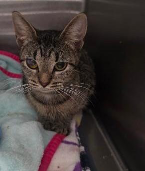 Krista, Adoptable, Young Female Domestic Short Hair & Domestic Short Hair.