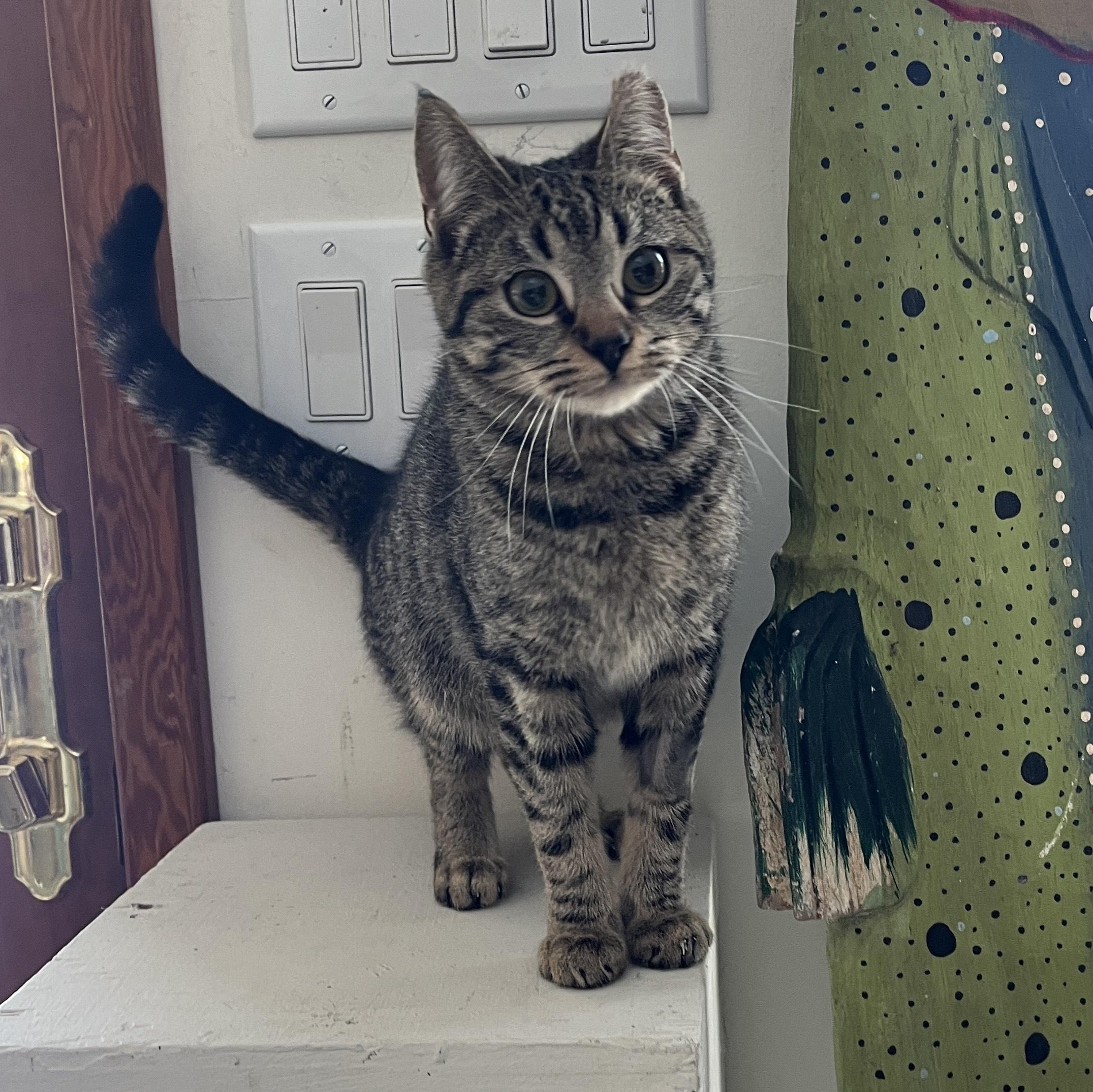 Enlarge Tabitha (adopt or foster), a ADOPTABLE mixed breed in Hot Springs, NC image 1/6