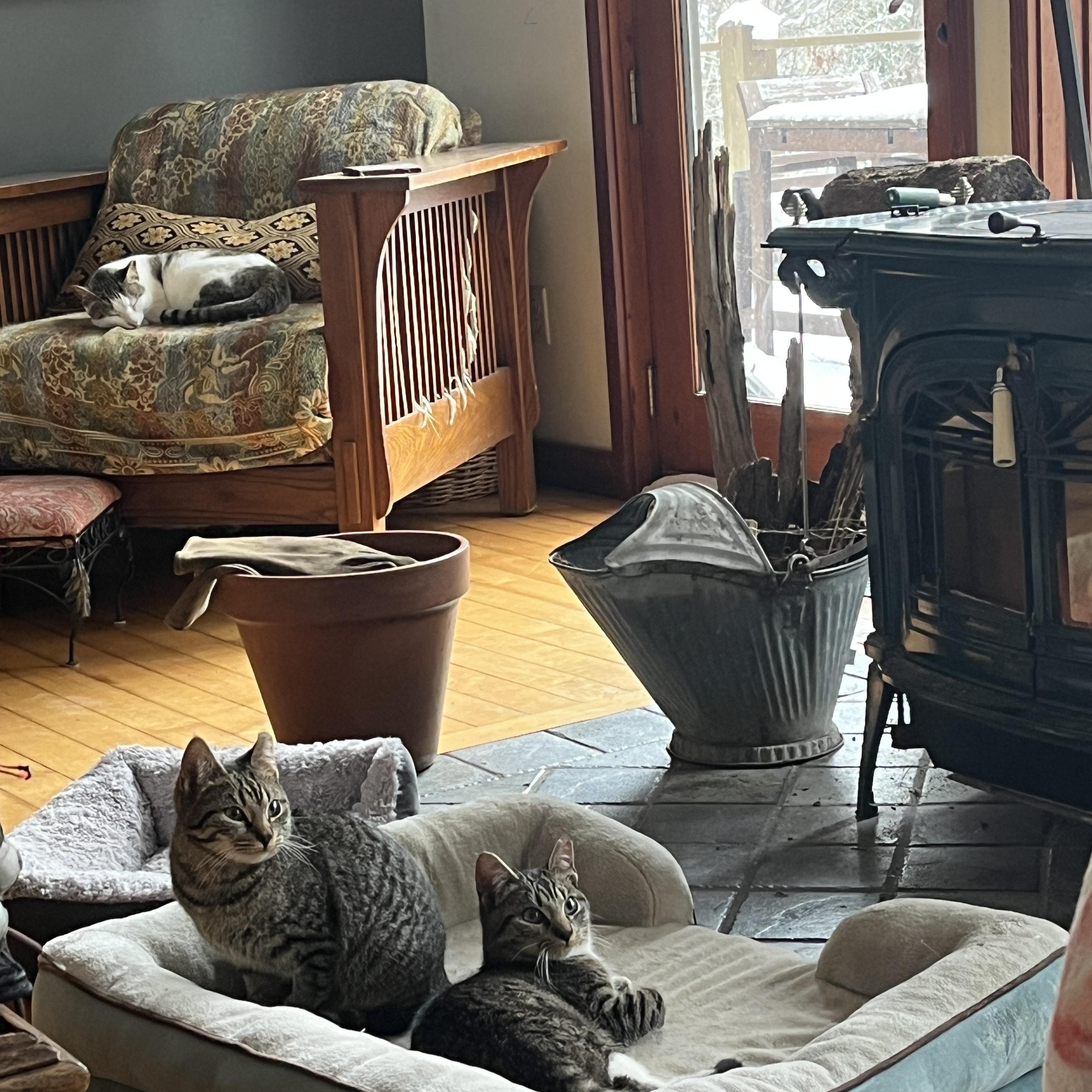 Enlarge Tabitha (adopt or foster), a ADOPTABLE mixed breed in Hot Springs, NC image 3/6