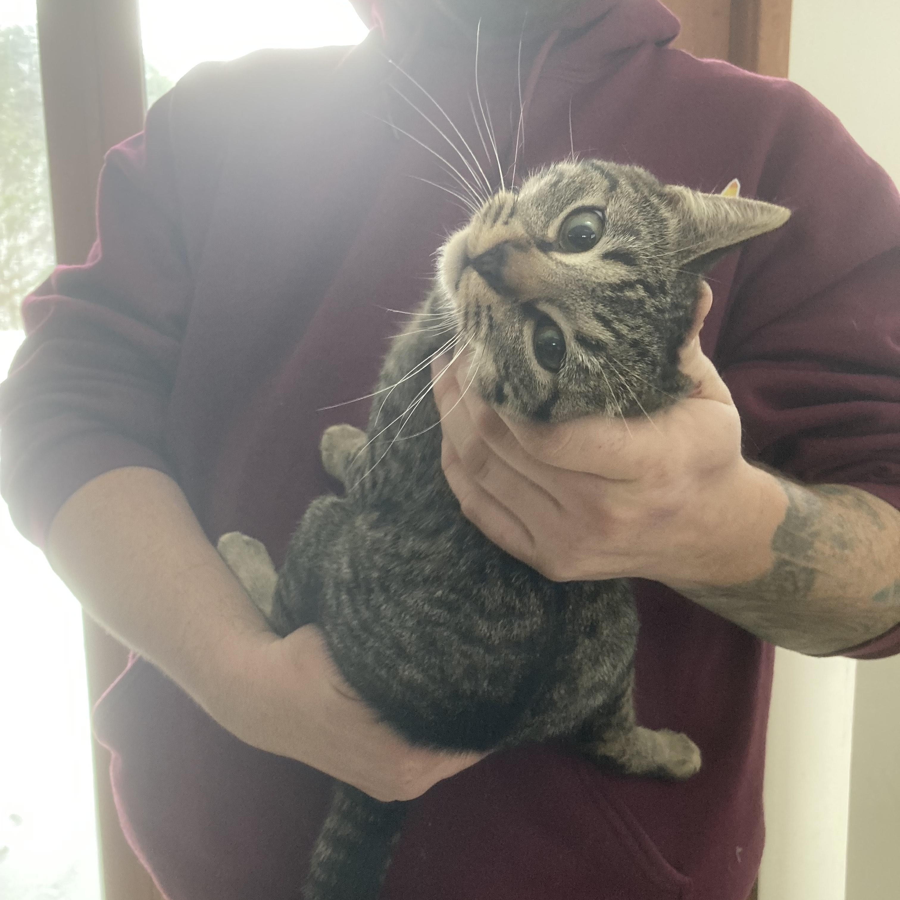 Enlarge Tabitha (adopt or foster), a ADOPTABLE mixed breed in Hot Springs, NC image 4/6