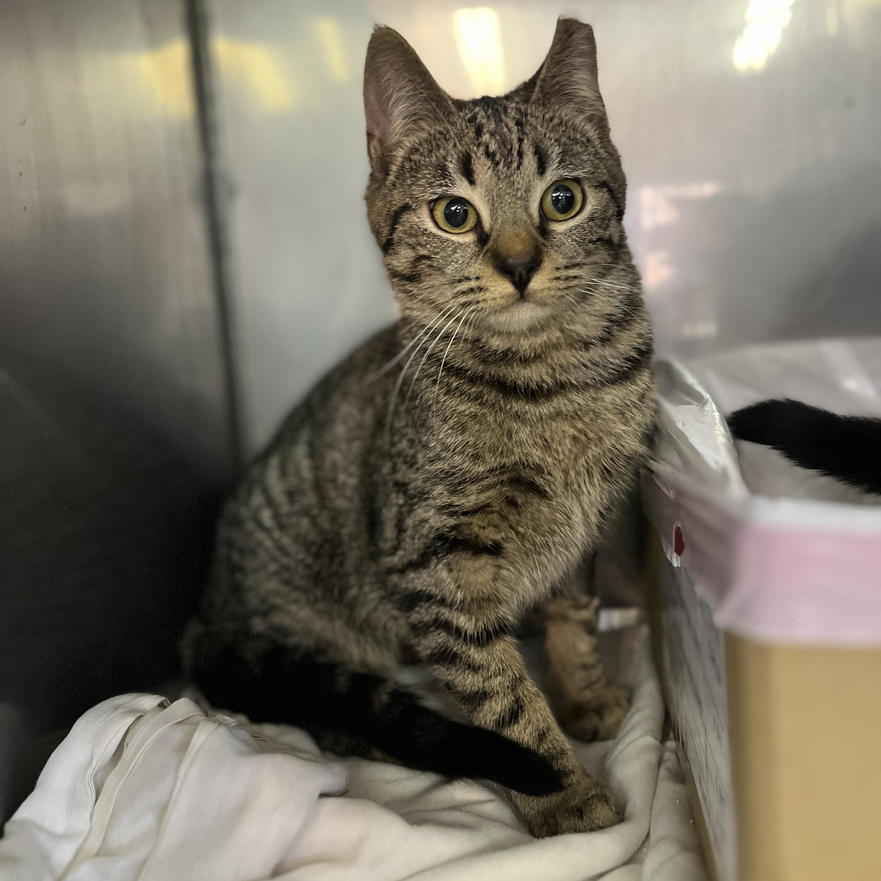 Enlarge Tabitha (adopt or foster), a ADOPTABLE mixed breed in Hot Springs, NC image 5/6