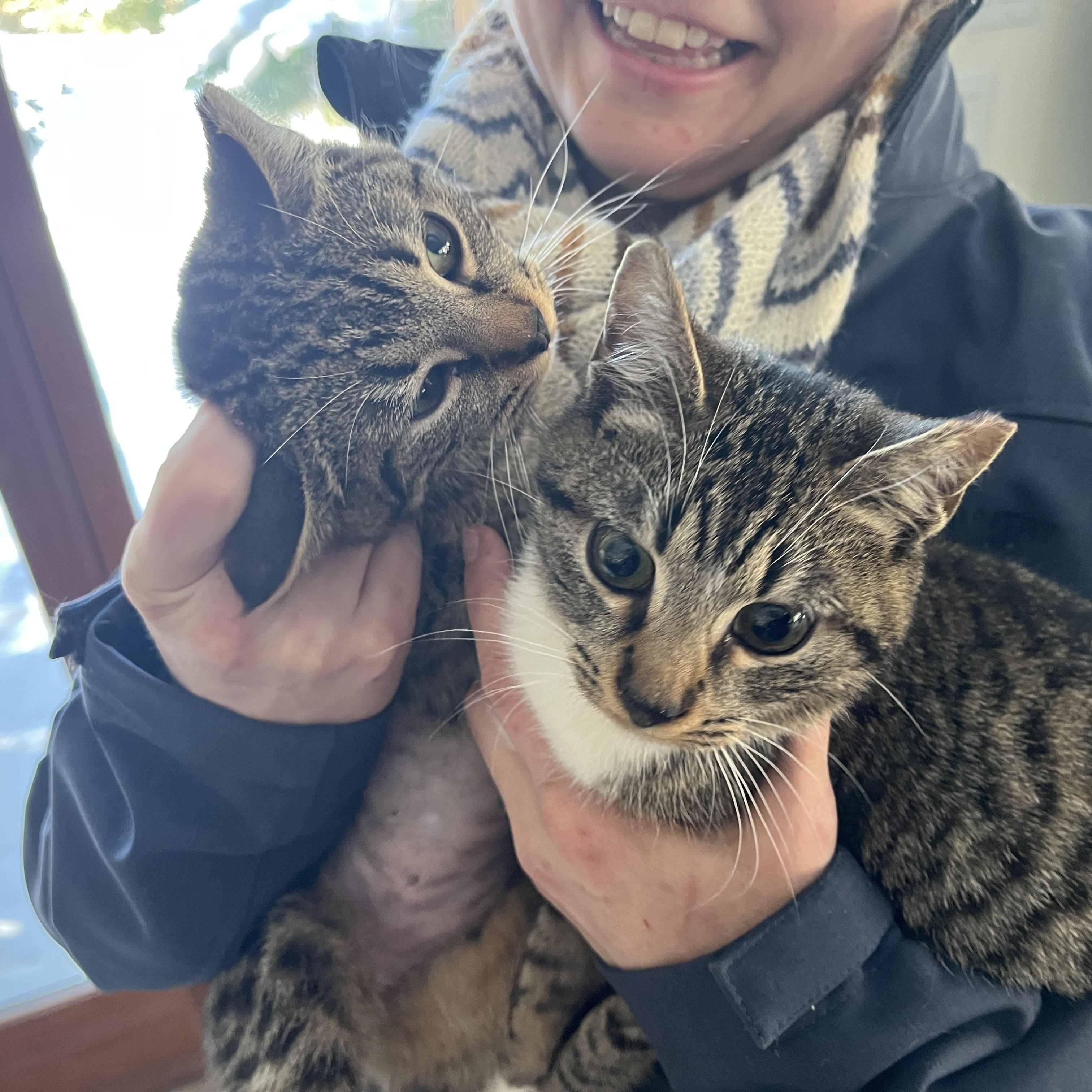 Enlarge Tabitha (adopt or foster), a ADOPTABLE mixed breed in Hot Springs, NC image 6/6