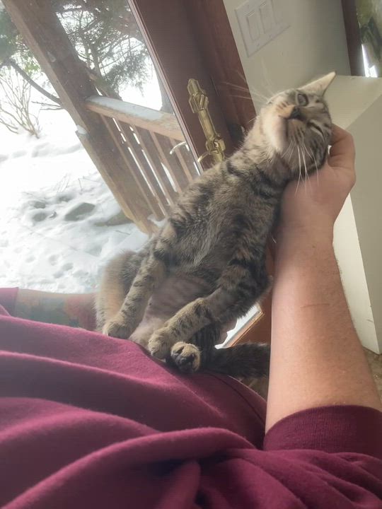 Enlarge Tabitha (adopt or foster), a ADOPTABLE mixed breed in Hot Springs, NC video 2/6