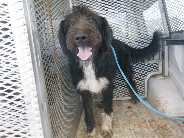 STAN, Adoptable, Young Male Poodle & Mixed Breed.