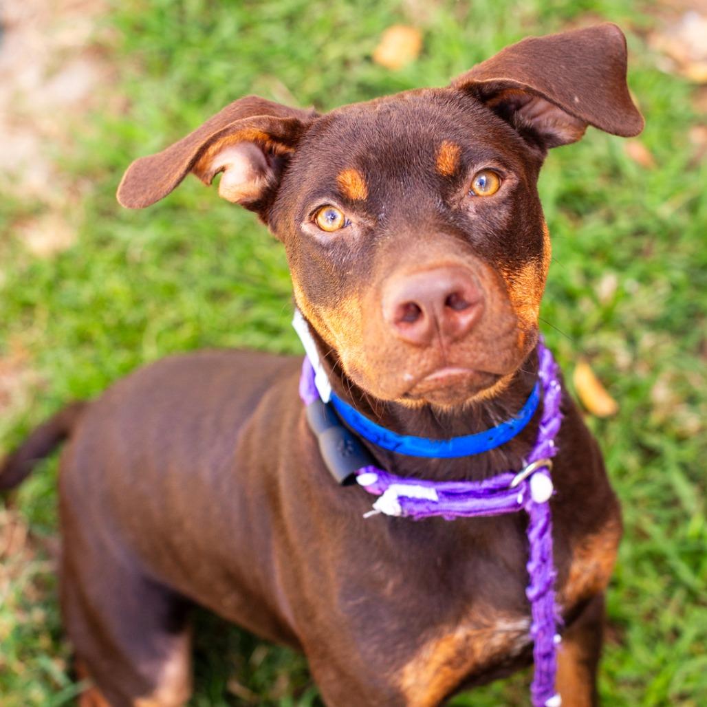 Enlarge Rugby, a Adoptable mixed breed in Hattiesburg, MS image 1/3