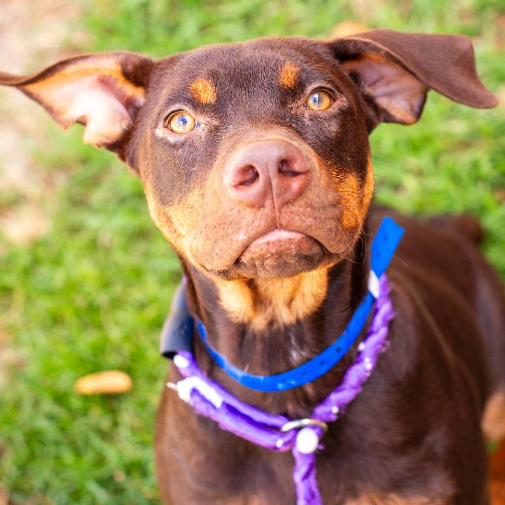 Enlarge Rugby, a Adoptable mixed breed in Hattiesburg, MS image 2/3
