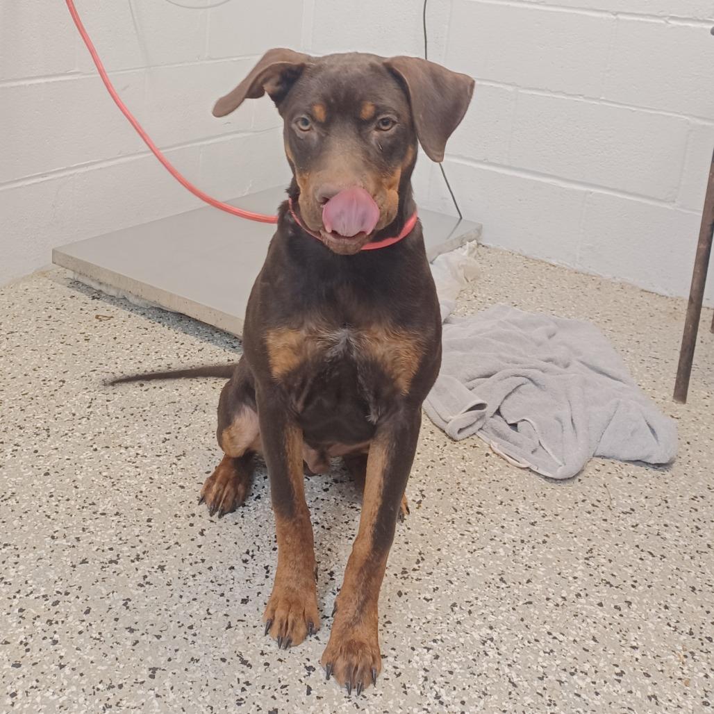 Enlarge Rugby, a Adoptable mixed breed in Hattiesburg, MS image 3/3