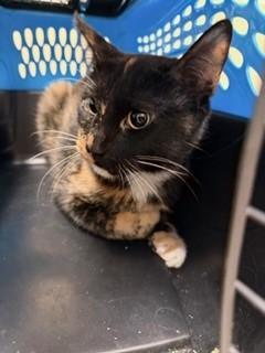 Enlarge Jubilicious, a Adoptable mixed breed in Irving, TX image 1/1