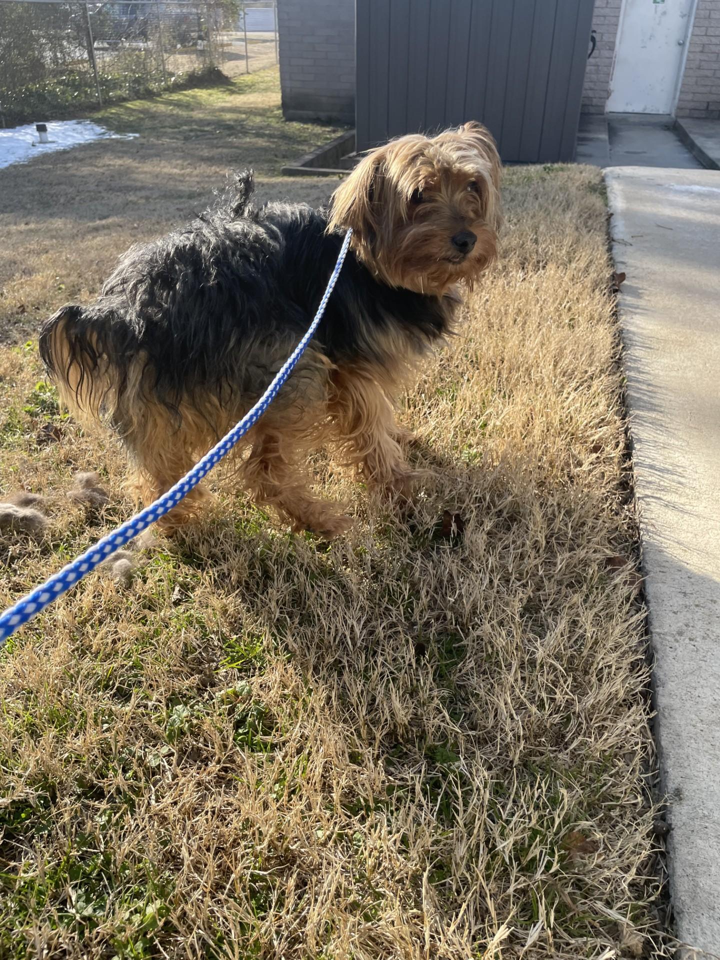 Maui10242 (ADOPTED), an adopted mixed breed in Rocky Mount, NC image 1/4