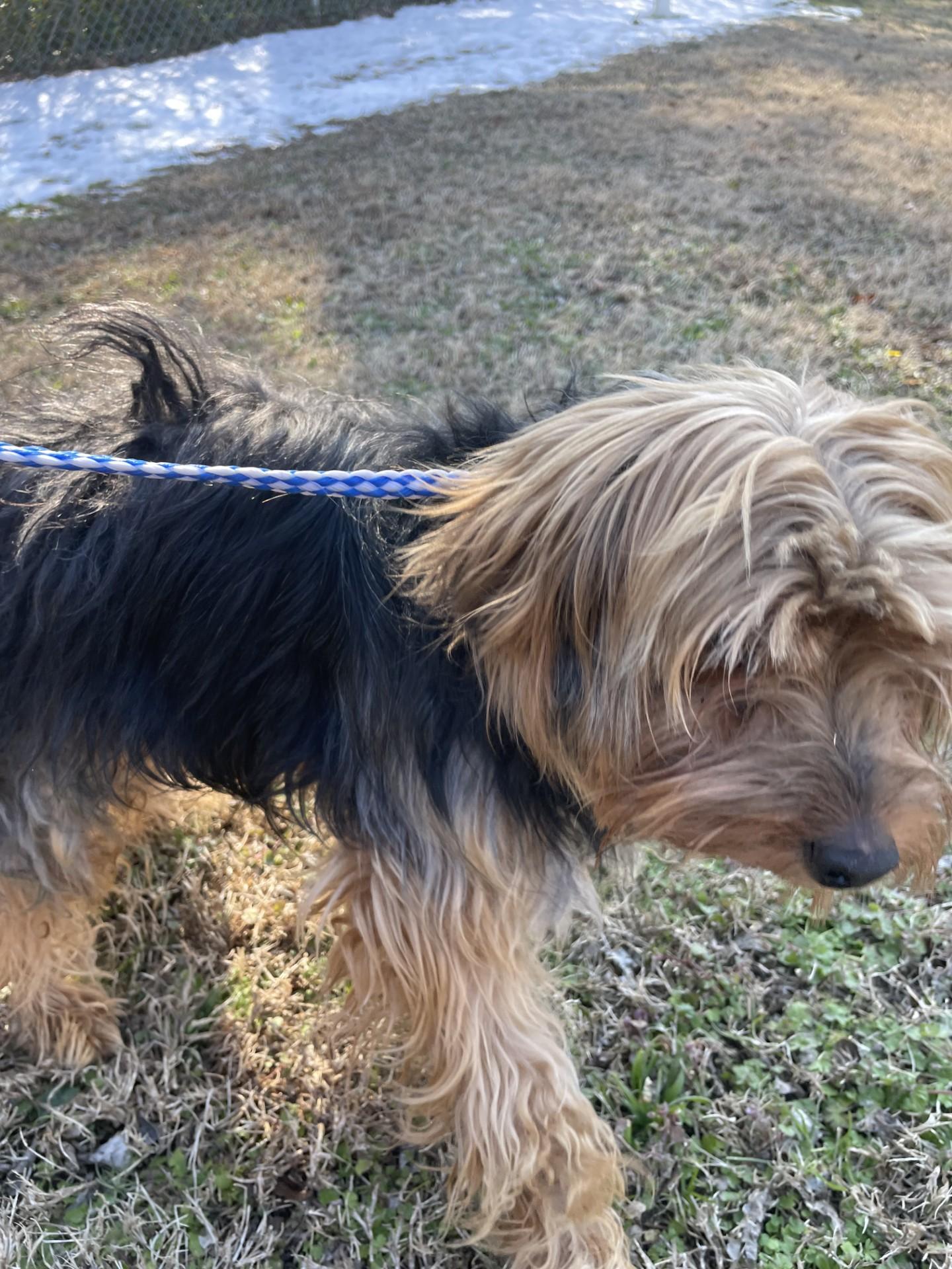 Maui10242 (ADOPTED), an adopted mixed breed in Rocky Mount, NC image 3/4