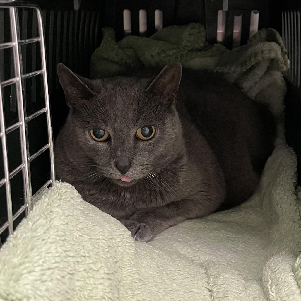 Paddle - Career Cat, Adoptable, Senior Female Domestic Short Hair.