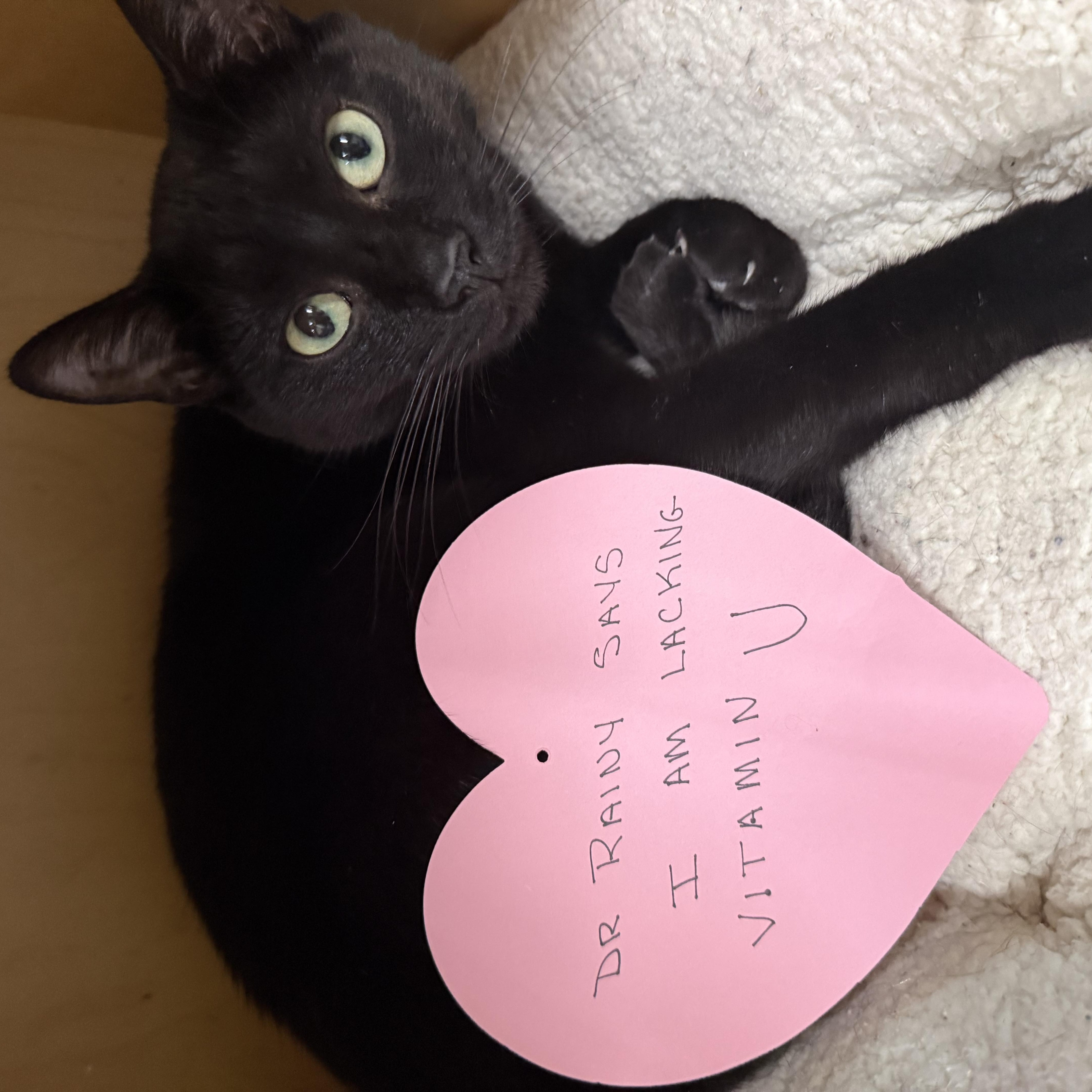 Enlarge Pitch, a ADOPTABLE Domestic Short Hair in Franklin, PA image 1/1