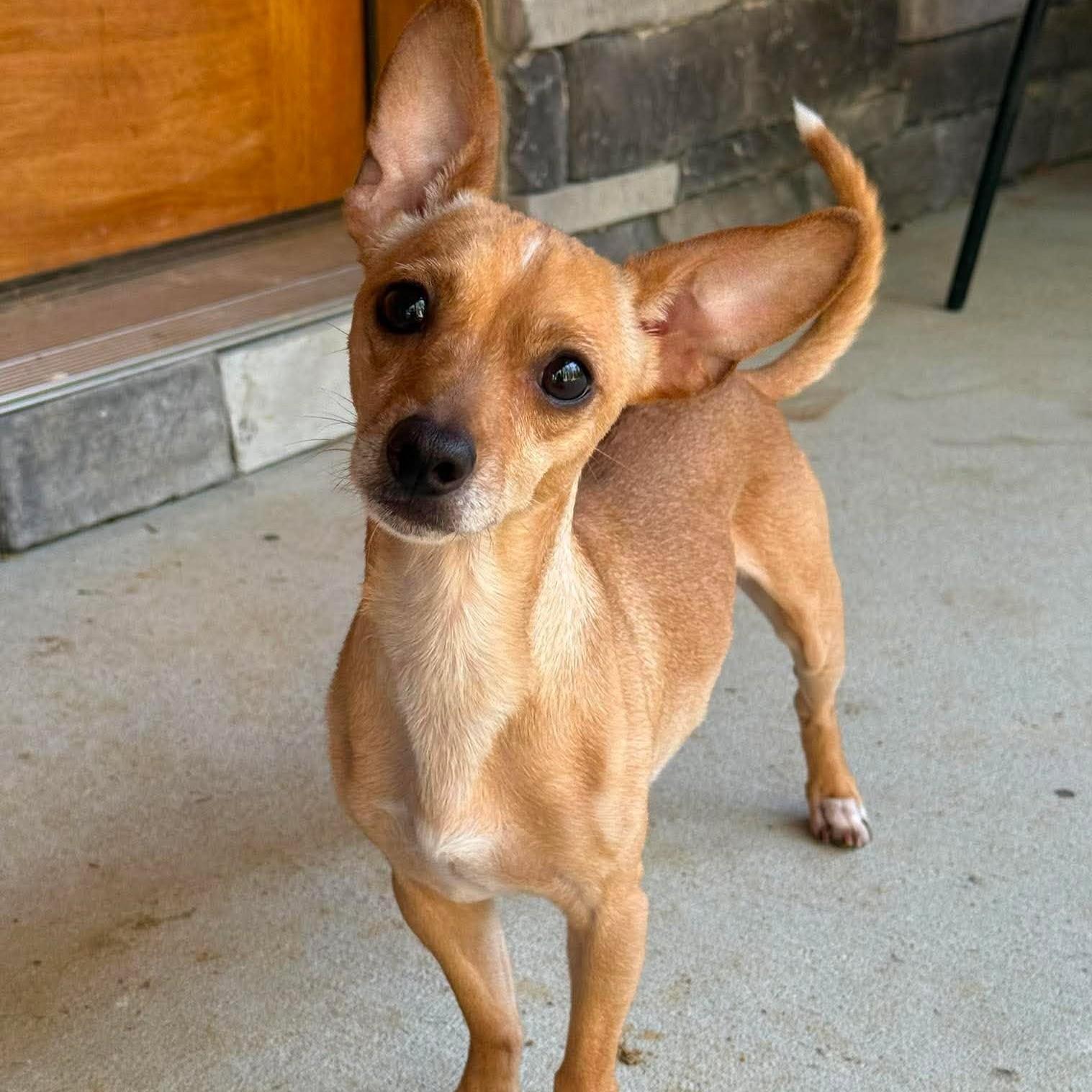 Enlarge Trooper, a Adoptable mixed breed in Normal, IL image 3/6