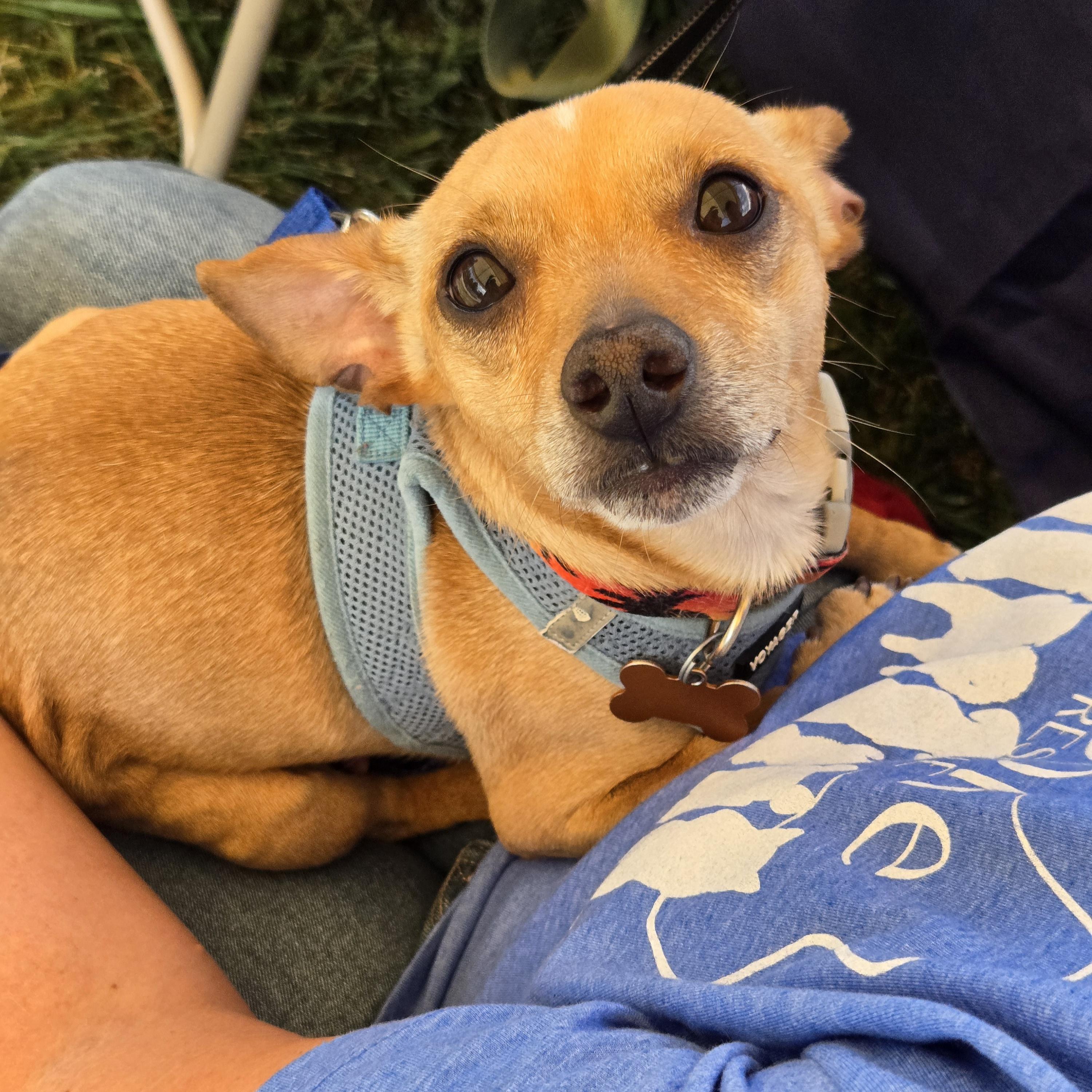 Enlarge Trooper, a Adoptable mixed breed in Normal, IL image 6/6