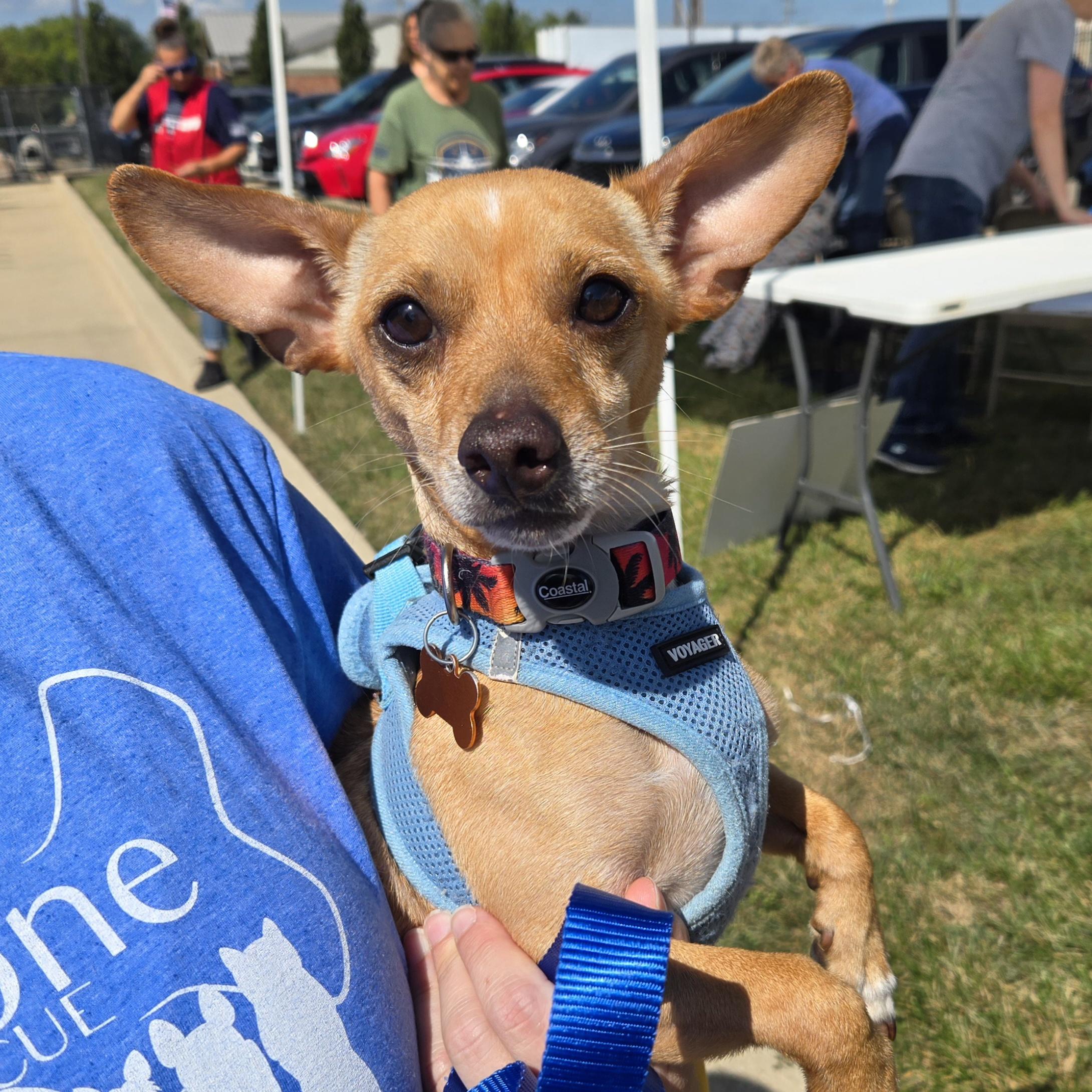 Enlarge Trooper, a Adoptable mixed breed in Normal, IL image 1/6