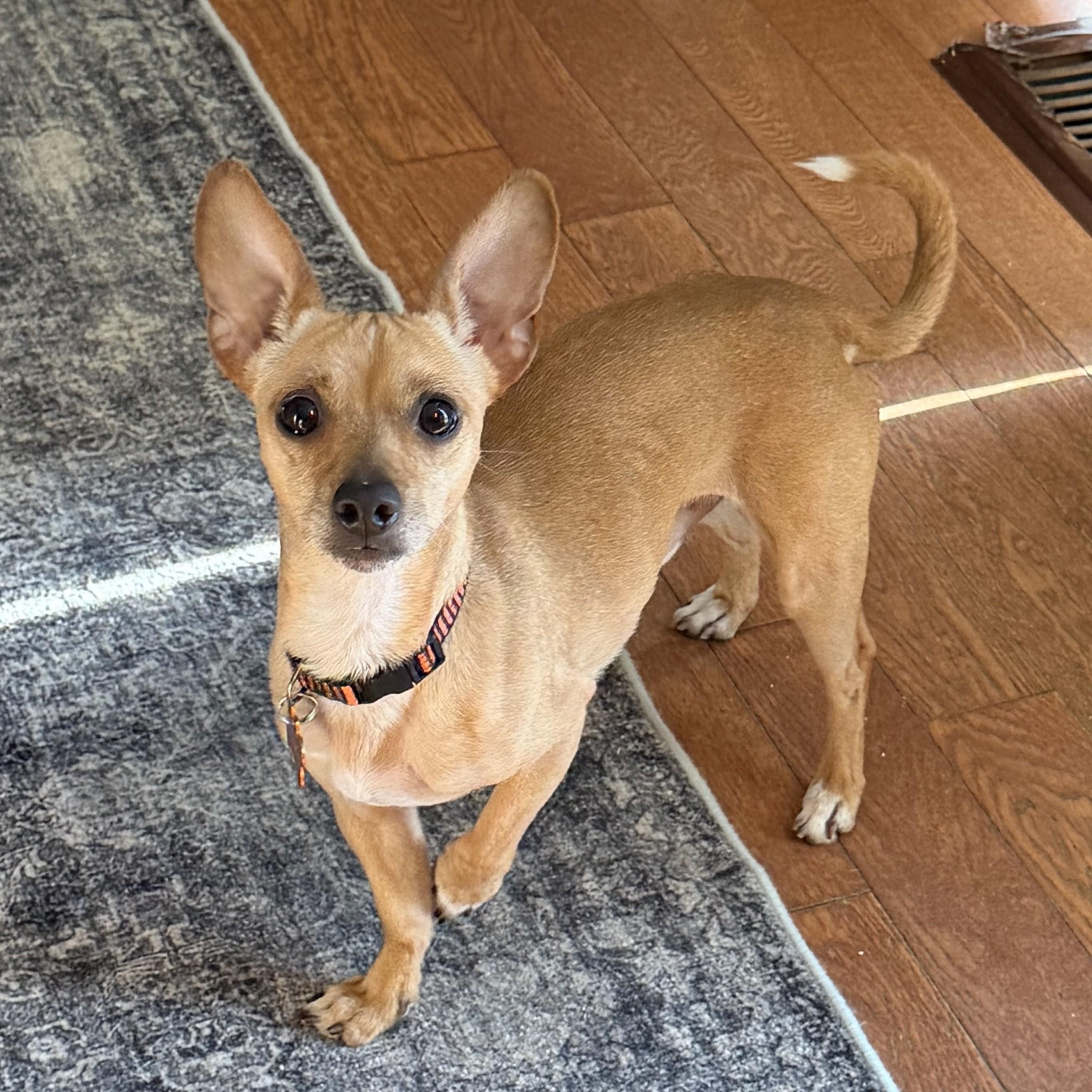 Enlarge Trooper, a Adoptable mixed breed in Normal, IL image 4/6