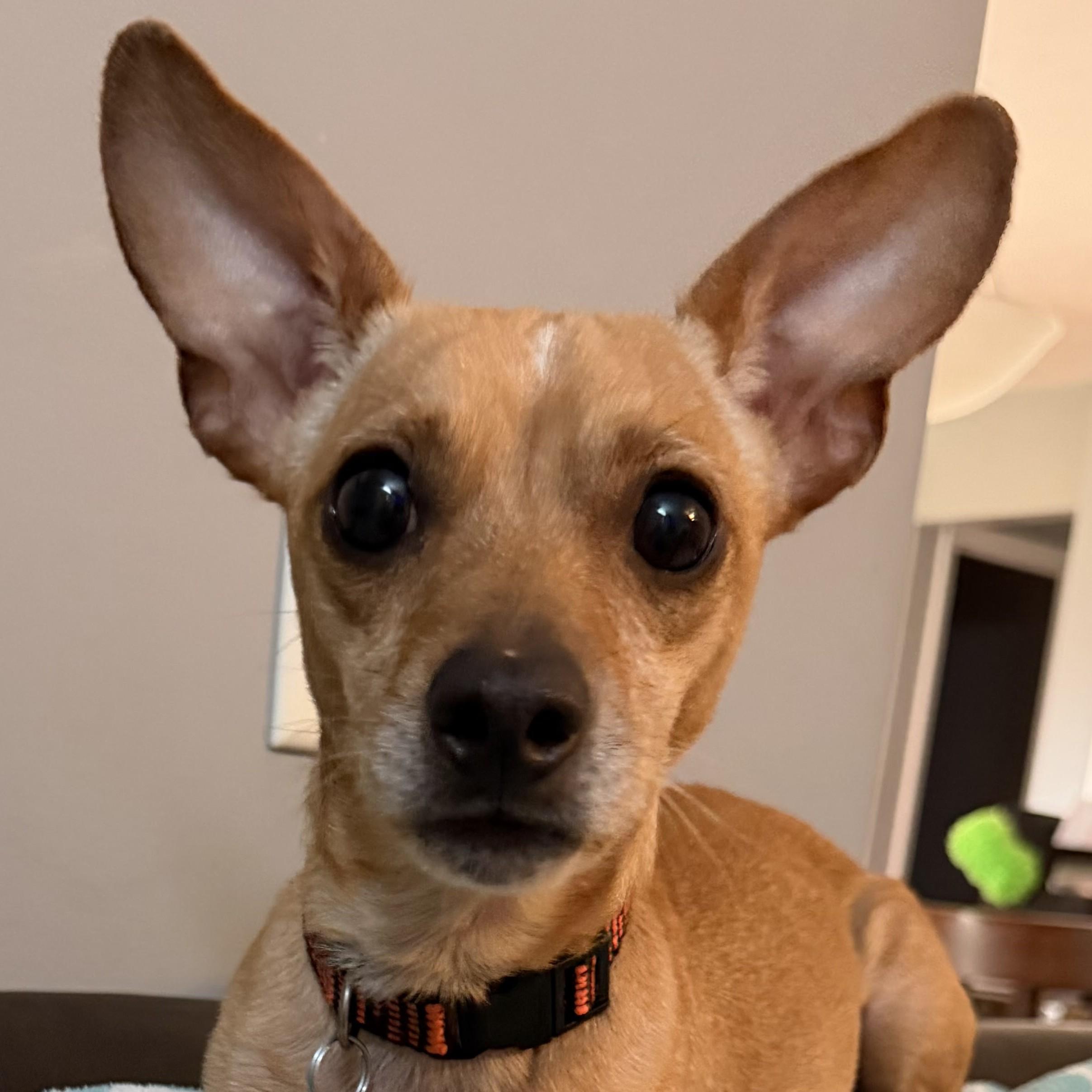 Enlarge Trooper, a Adoptable mixed breed in Normal, IL image 2/6