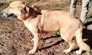 Enlarge Lady, a ADOPTABLE mixed breed in Chelmsford, MA image 4/5