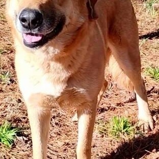 Enlarge Lady, a ADOPTABLE mixed breed in Chelmsford, MA image 5/5